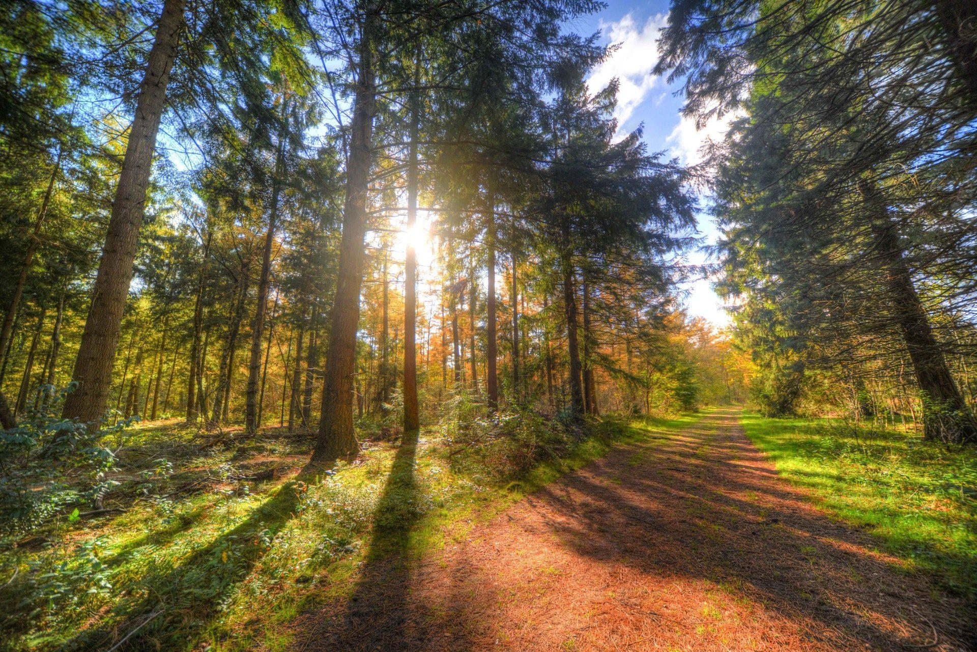 1920x1290 Beautiful Forest Path Wallpaper HD Photo for Free Download, Desktop