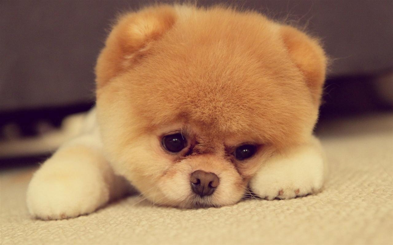 1280x800 Best HD Puppy Wallpaper,  px for PC & Mac, Laptop, Tablet, Desktop