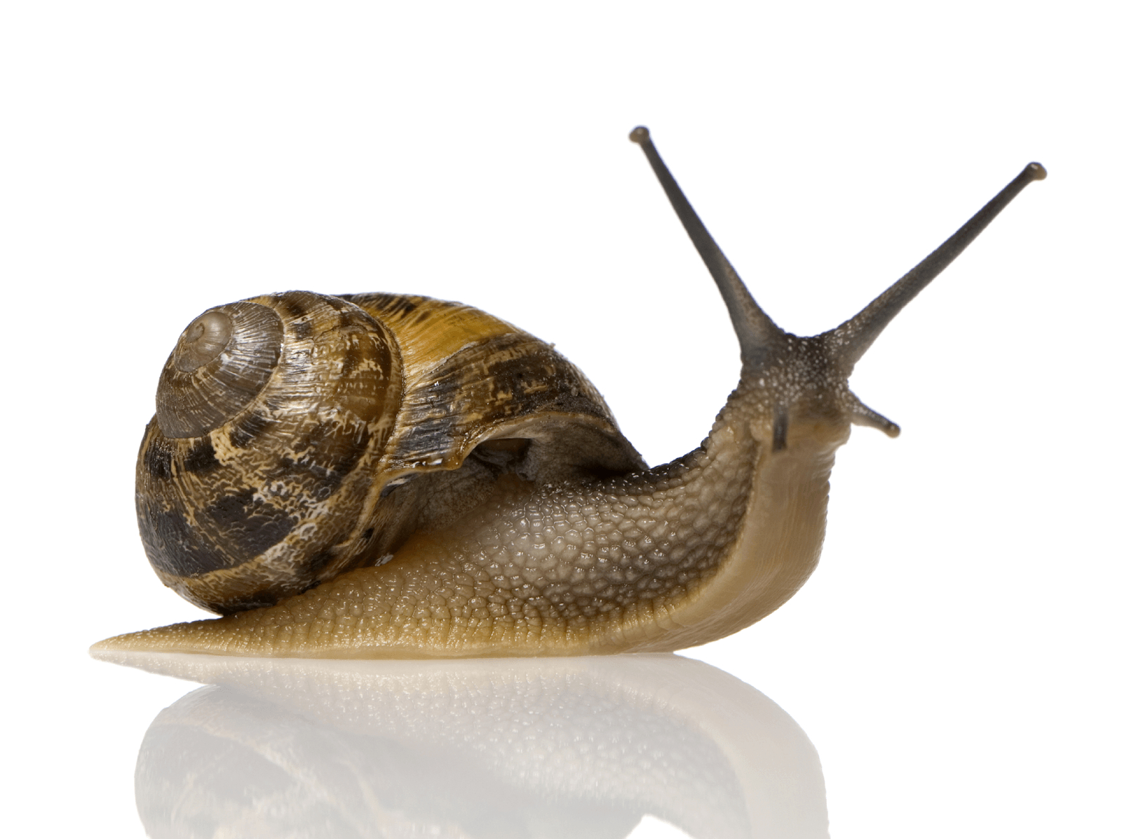 1600x1200 Snail Background. Snail Wallpaper, Desktop