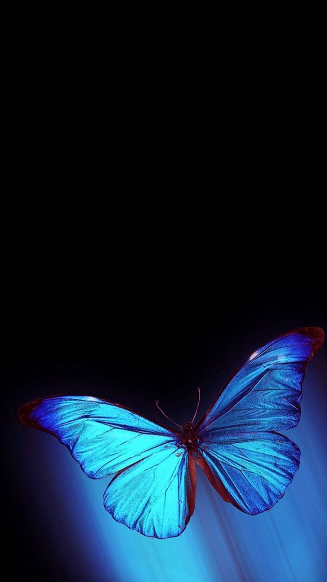 1080x1920 iPhone Wallpaper HD Blue Butterfly Cute Wallpaper, Phone