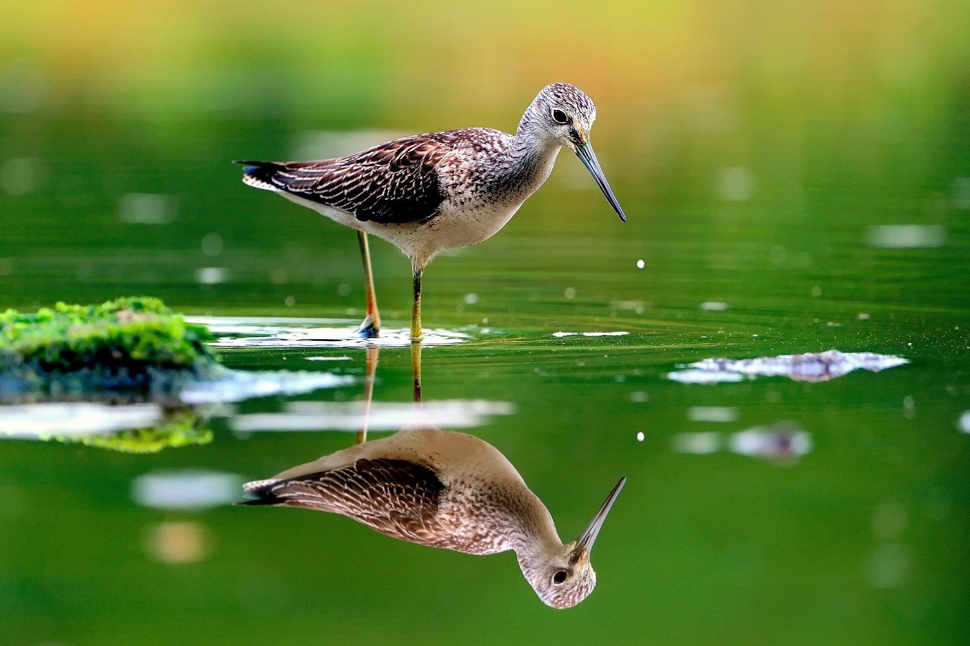 1920x1280 Sandpiper HD Wallpaper and Background Image, Desktop