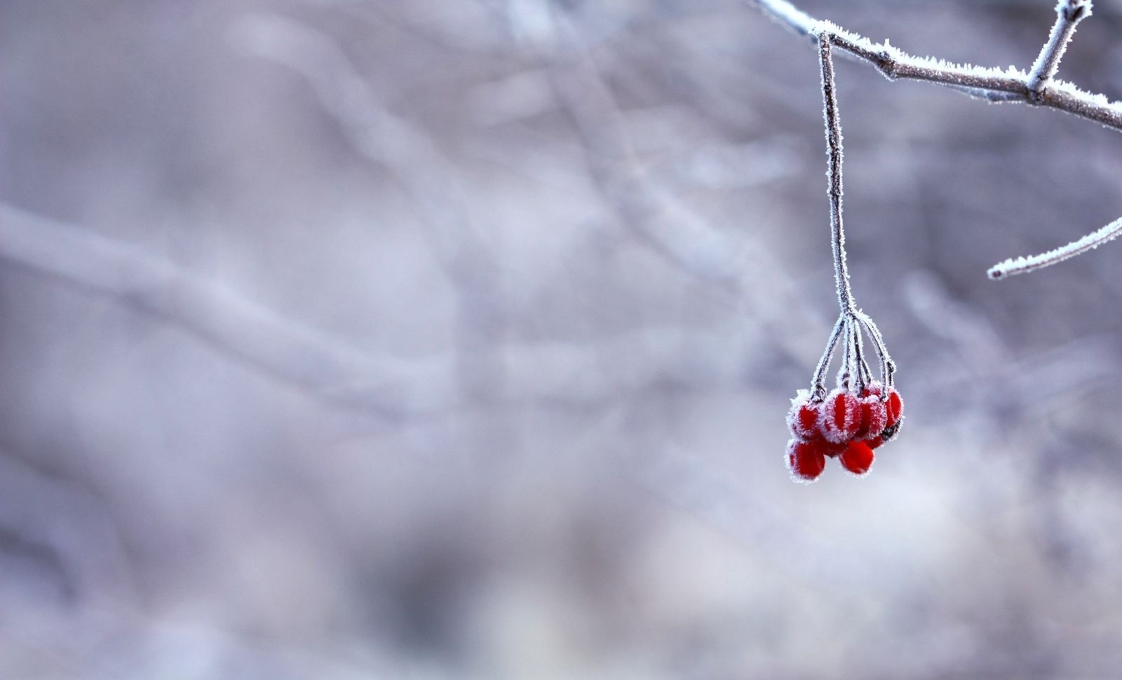 1600x970 Nature Winter Blur Cold Red Fruits Wallpaper.com. Best High Quality Wallpaper, Desktop