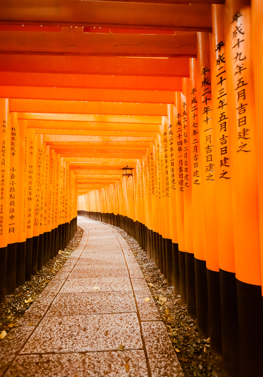 900x1280 Torii Gates In The Rain At Fushimi Inari Taisha, Kyoto Japan, Phone