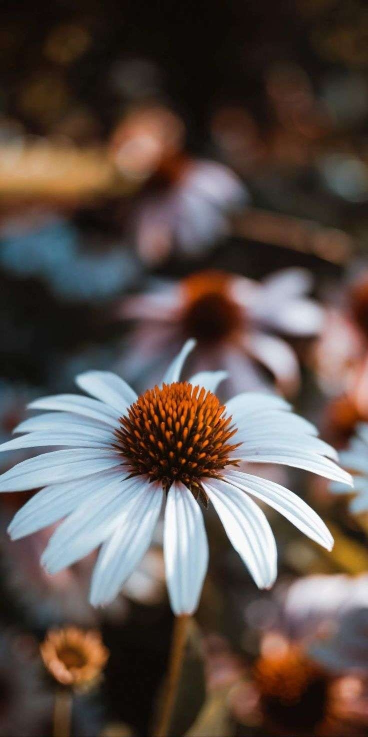 740x1480 Aesthetic Cute iPhone Xr Wallpaperwalpaperlist.com, Phone