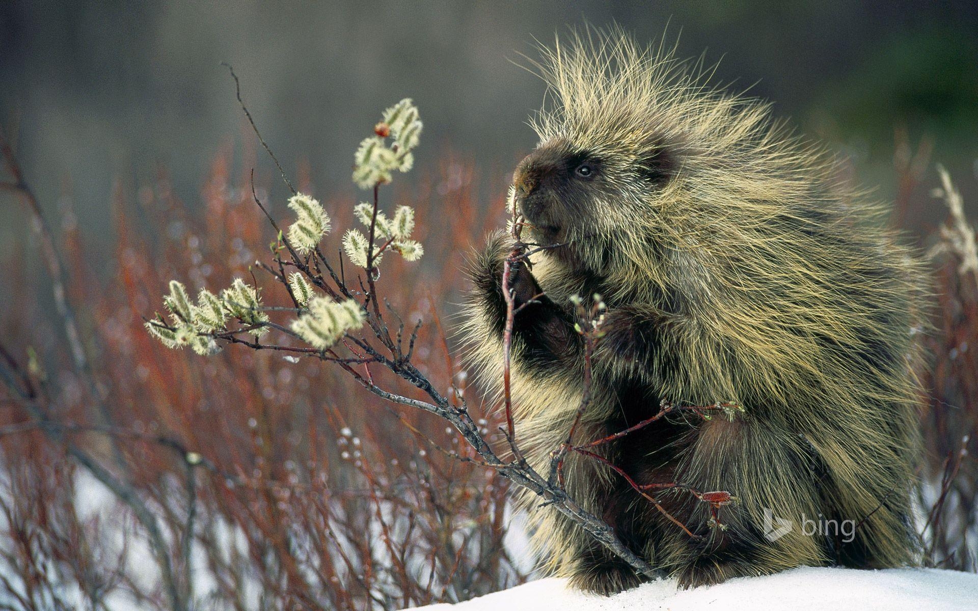 1920x1200 North American Porcupine, Desktop