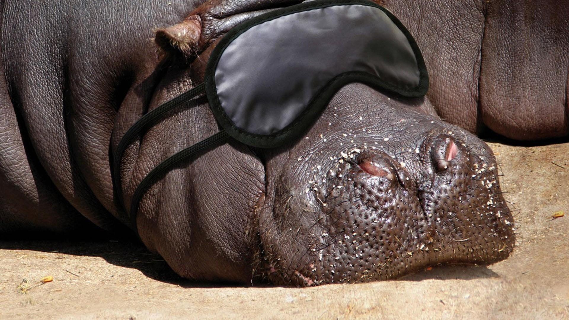 1920x1080 Animals hippopotamus wallpaper. PC, Desktop