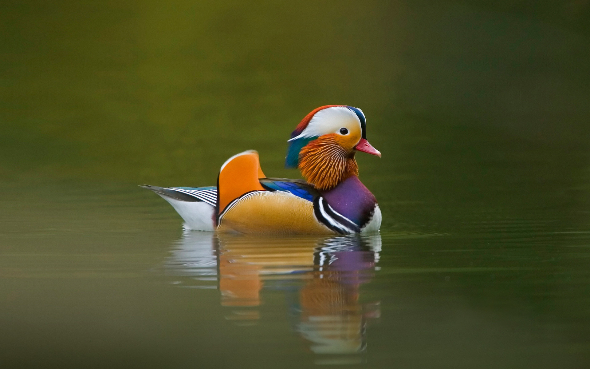 1920x1200 Mandarin Duck: wallpaper, Desktop