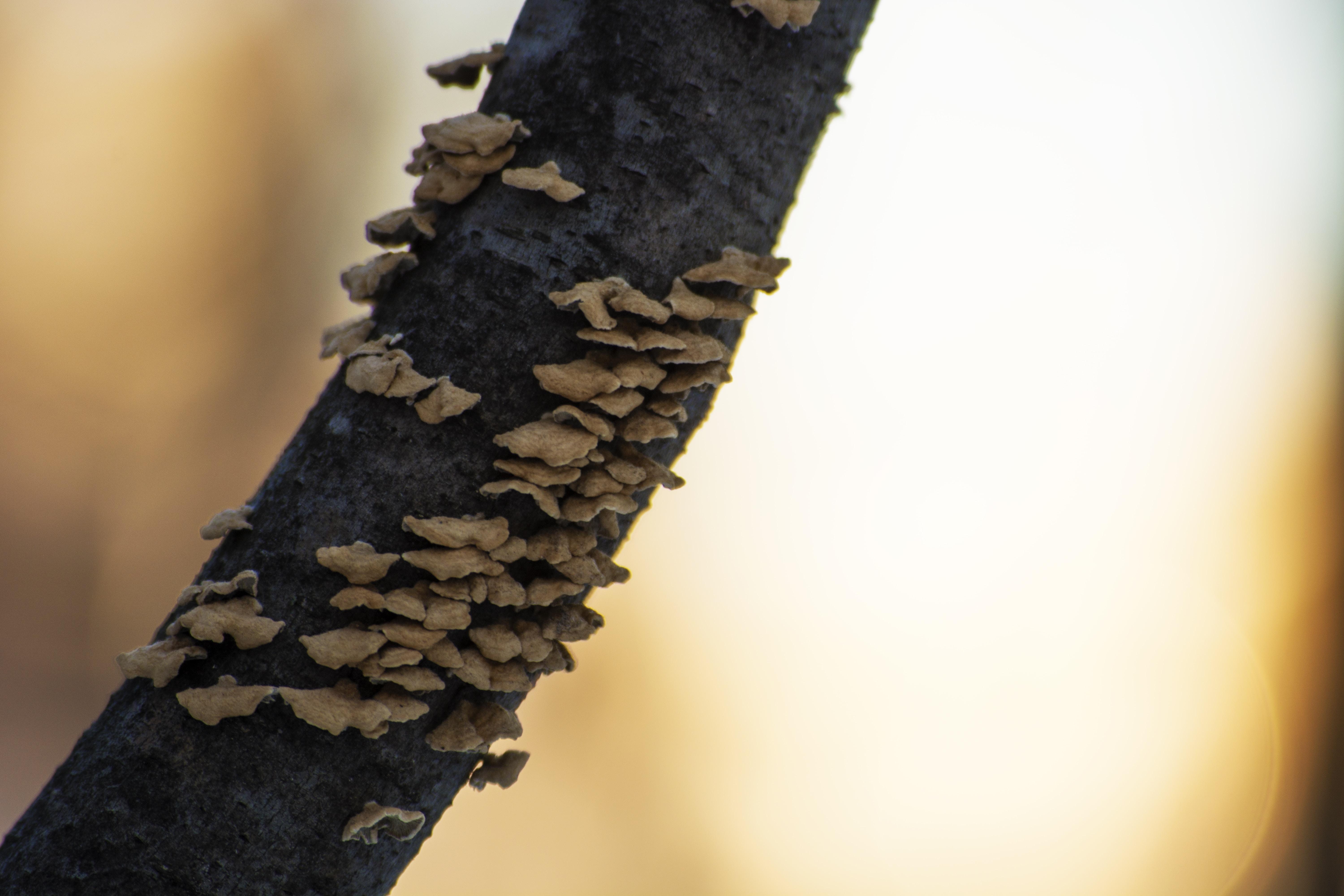 6000x4000 Termite Control Picture. Download Free Image, Desktop