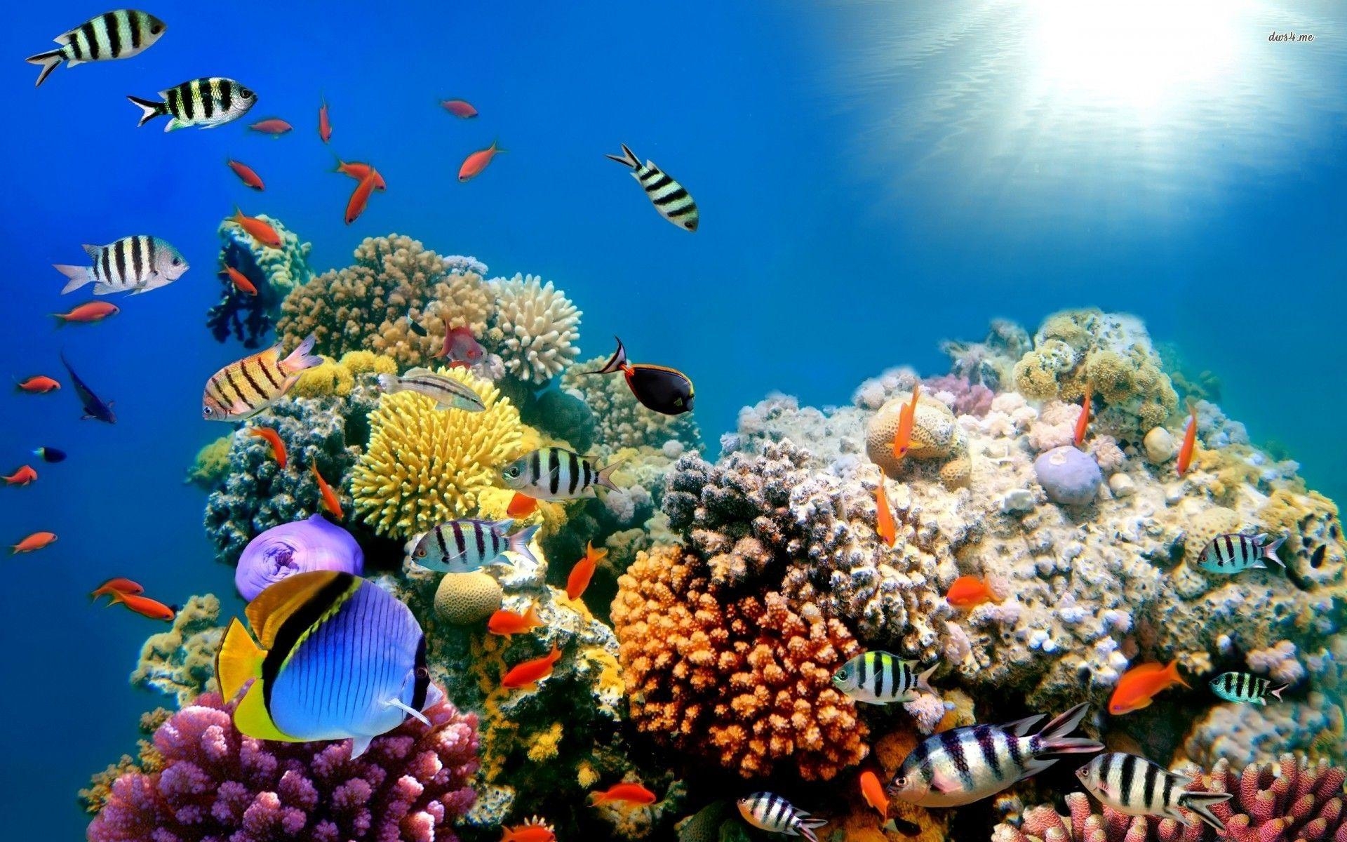 1920x1200 Colorful Coral Reef Wallpaper Desktop h6, Desktop