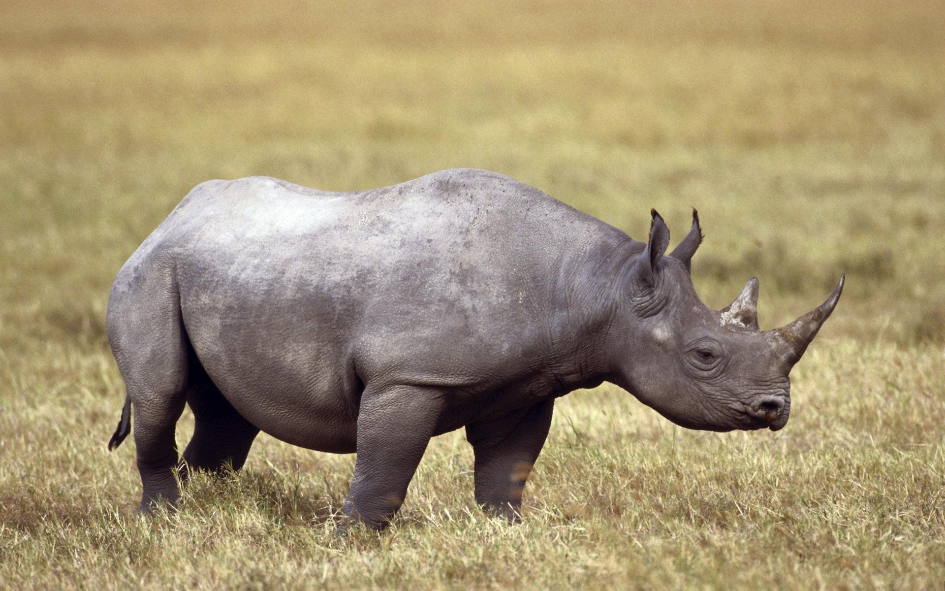 1920x1200 Photo of black rhino in wild HD wallpaper, Desktop