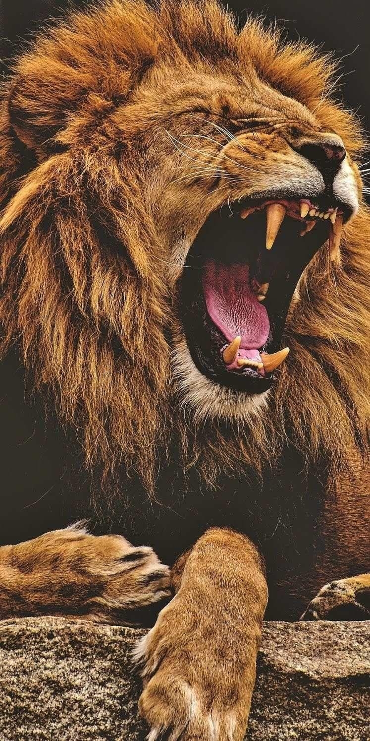 750x1500 Lion Roaring iPhone Wallpaper. Lion image, Lion picture, Lion wallpaper, Phone