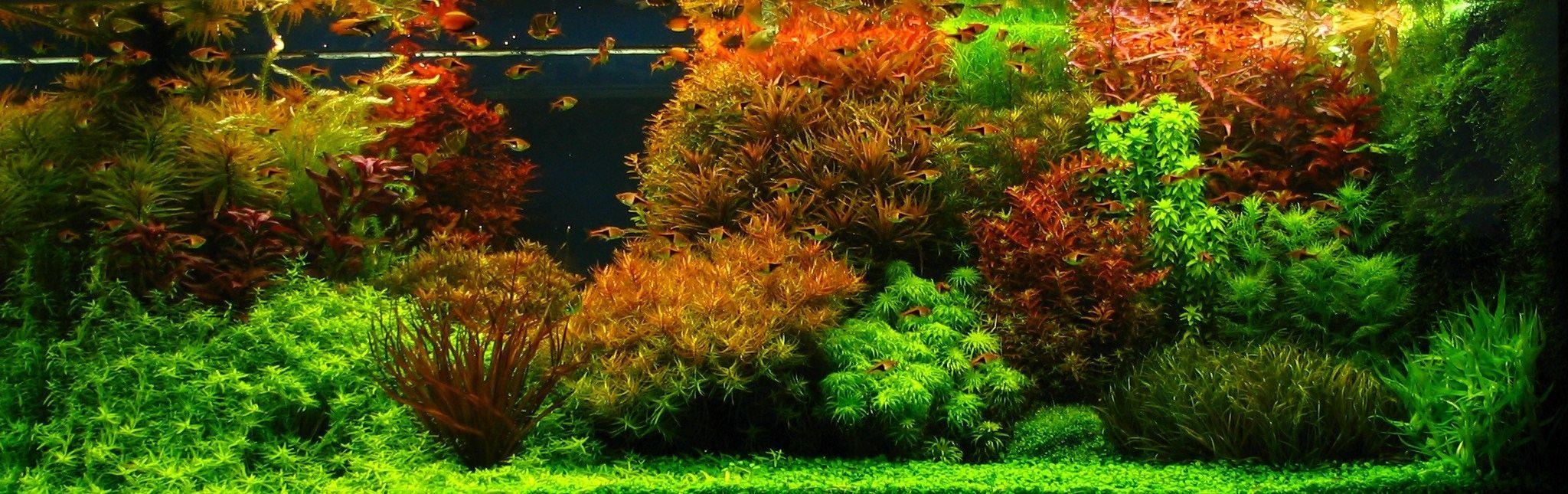 2050x650 image of Dutch Planted Tank Wallpaper - #CALTO, Dual Screen