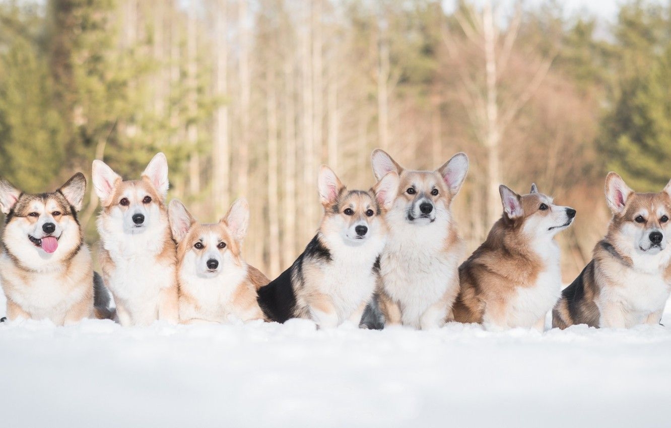 1340x850 Wallpaper winter, dogs, snow, friends, Welsh Corgi image for desktop, section собаки, Desktop