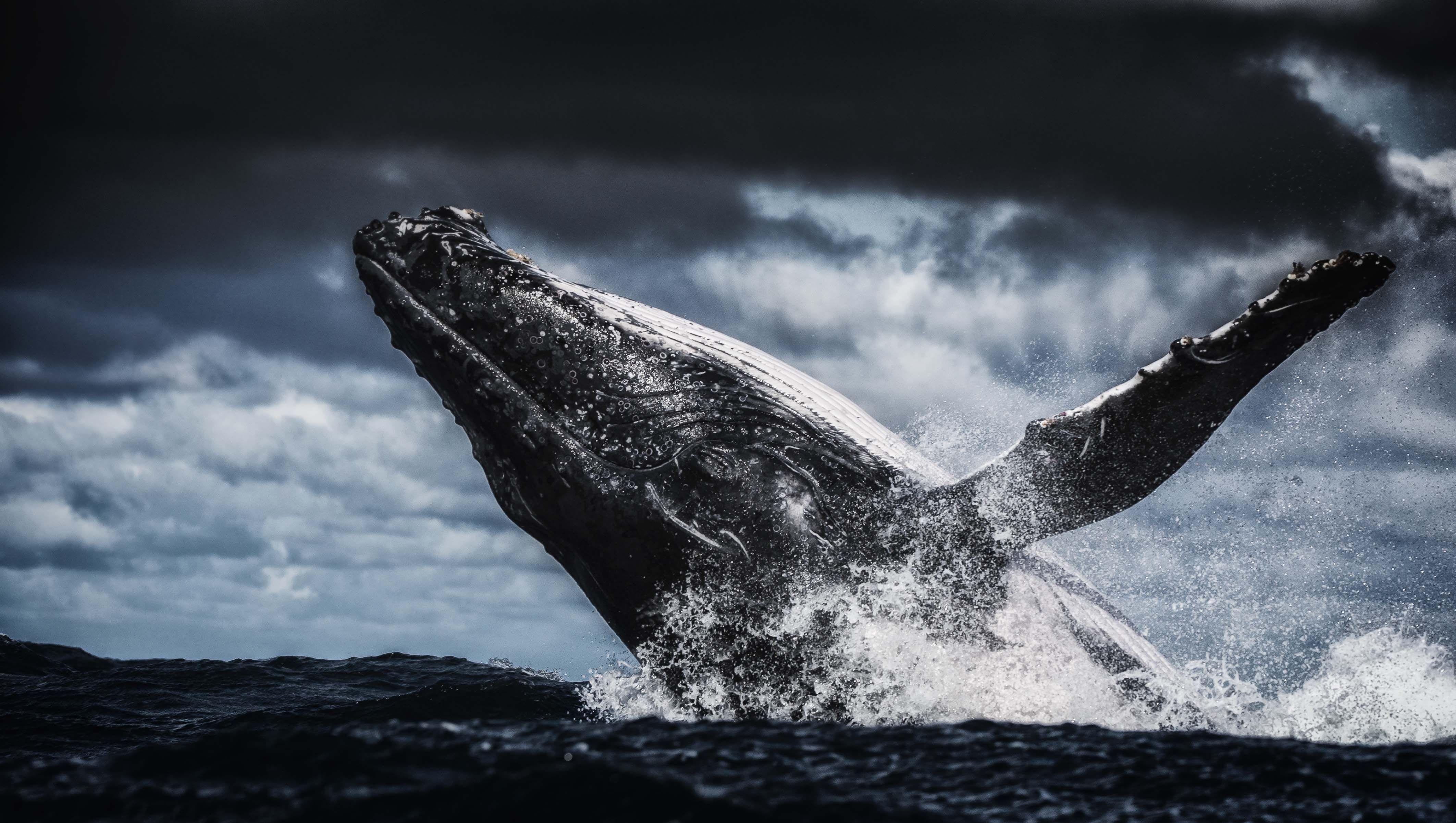 4250x2410 Humpback Whale 4k Ultra HD Wallpaper. Background Image, Desktop