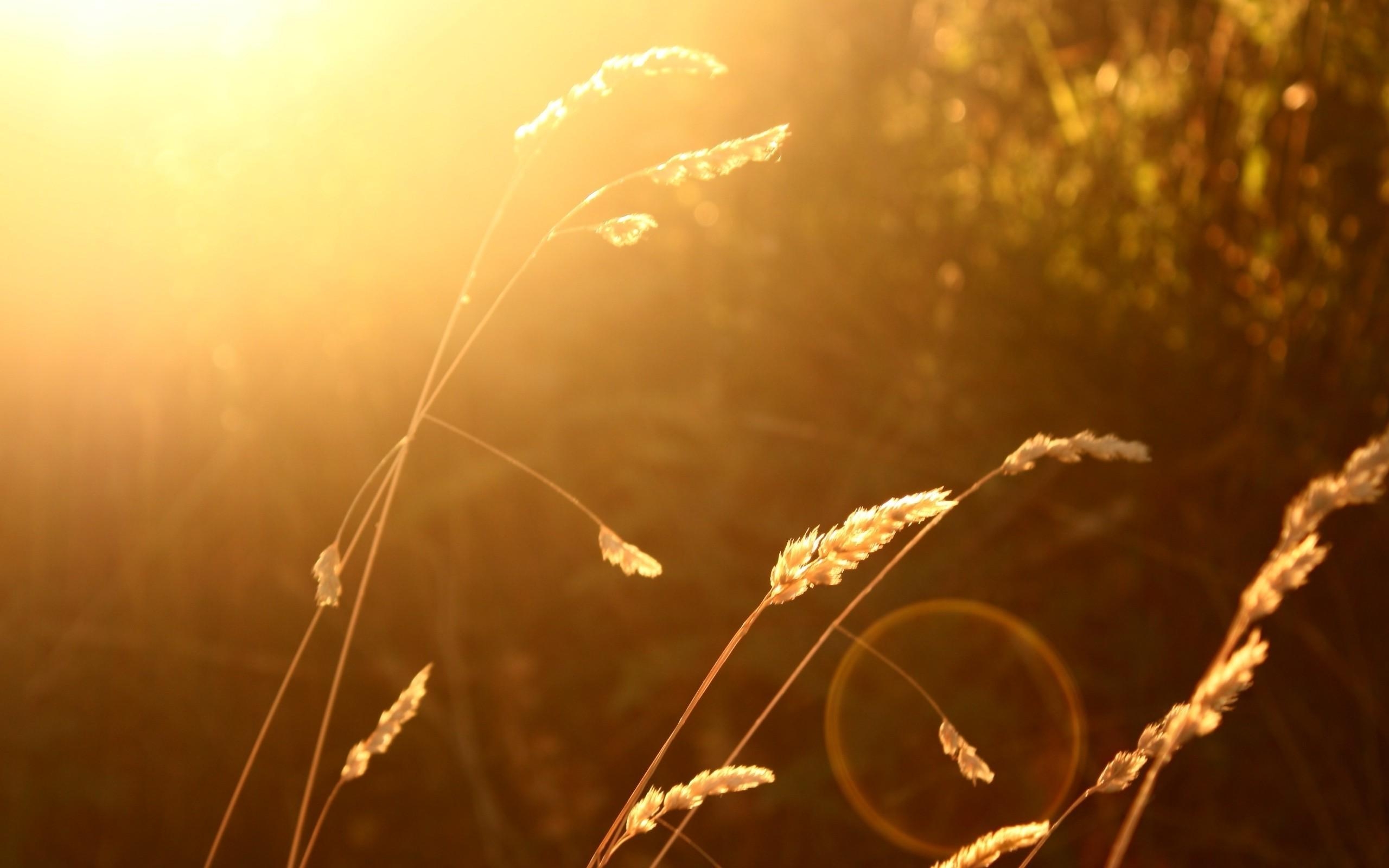 2560x1600 wheat sunlight blurred nature lens flare wallpaper, Desktop