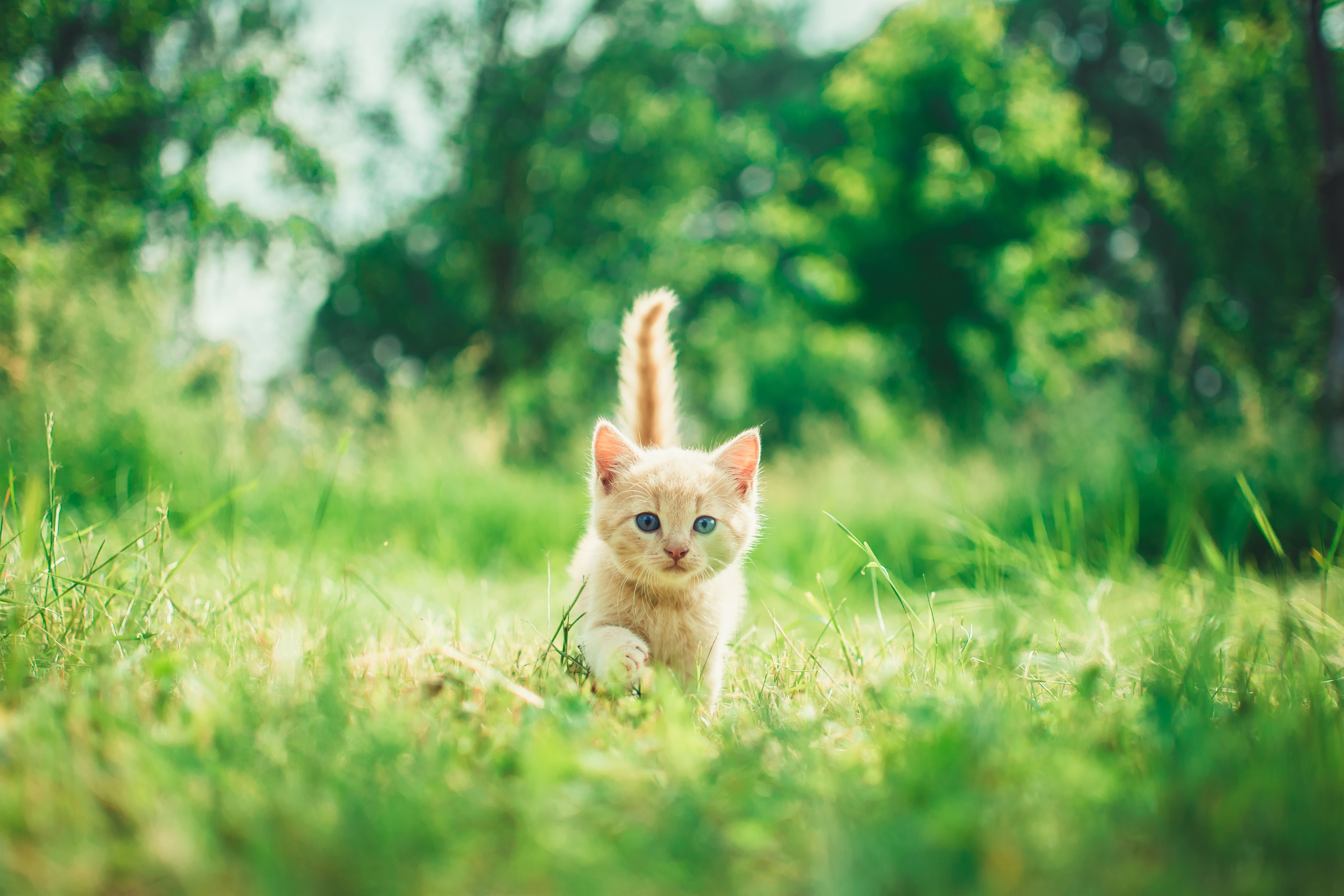 6000x4000 Kitten Image. Download Free Image, Desktop