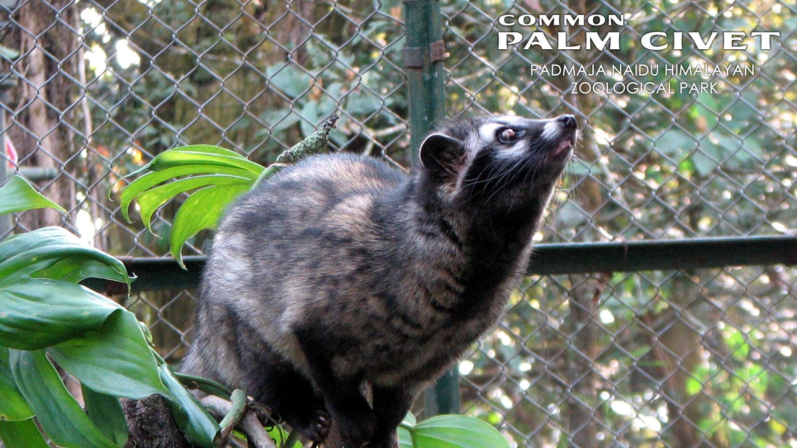 1600x900 Civet Wallpaper. Civet Wallpaper, Desktop