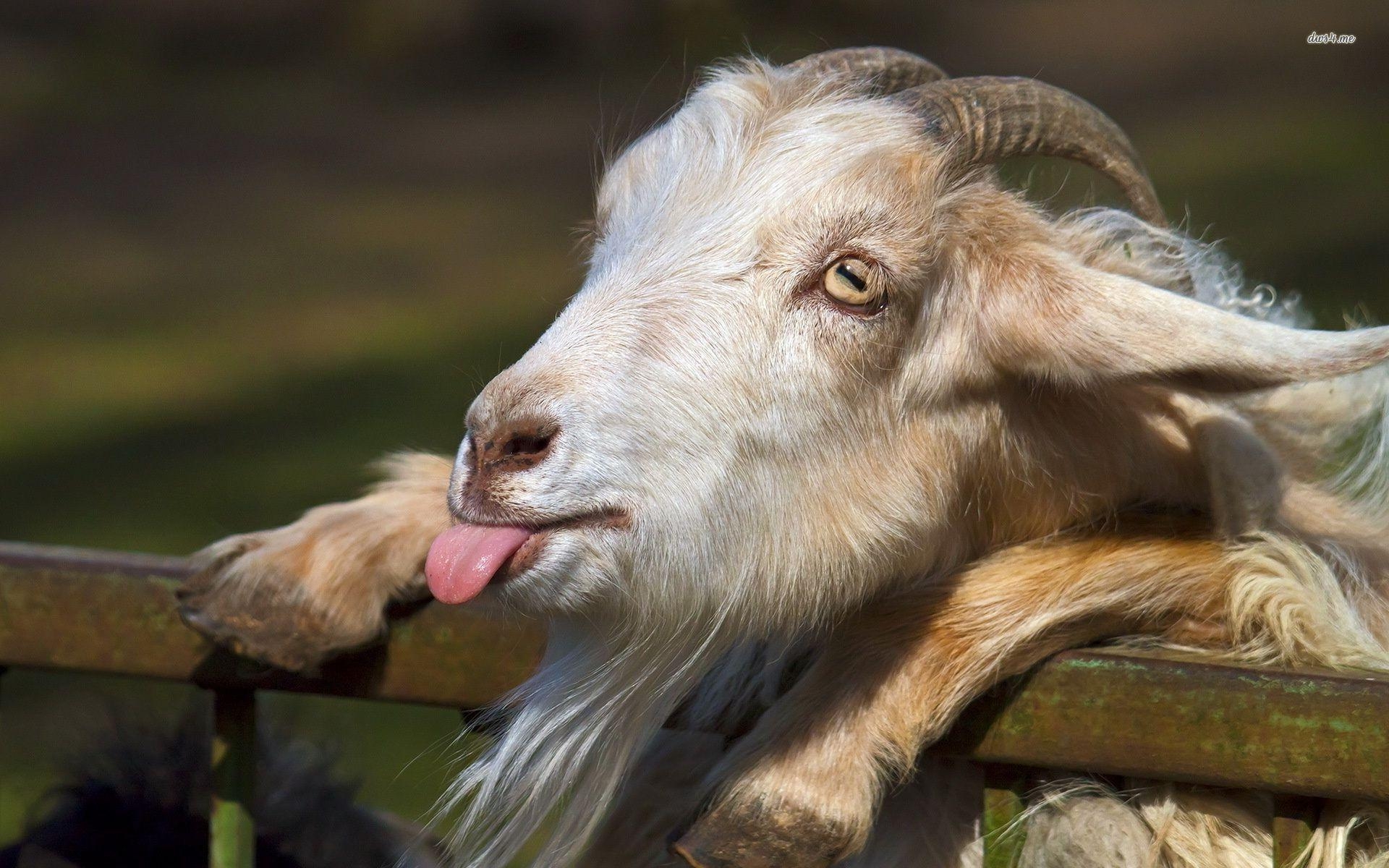 1920x1200 Download Goat HD Wallpaper for Free, BsnSCB Graphics, Desktop