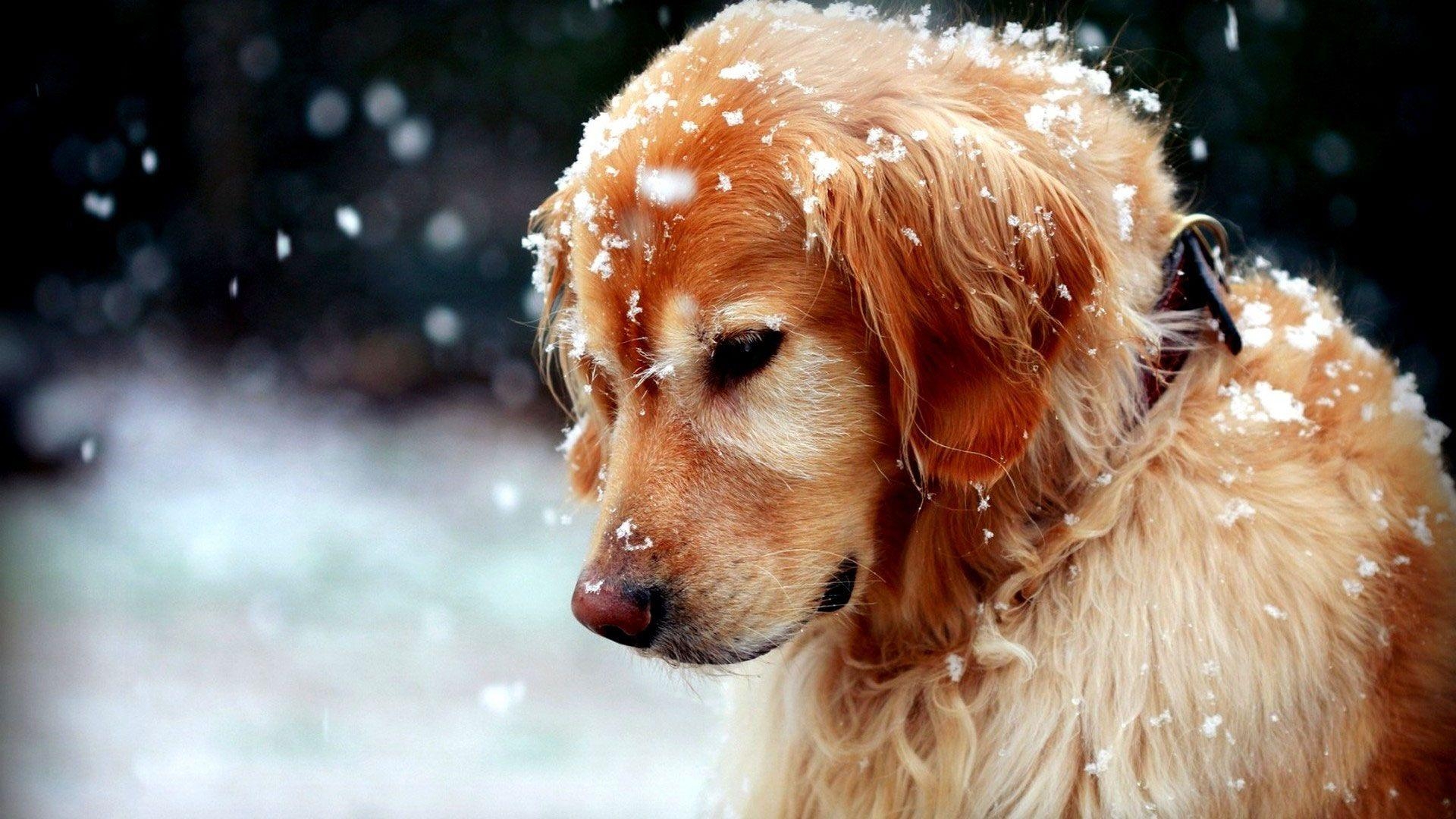 1920x1080 Golden Retriever Winter Wallpaper, Desktop