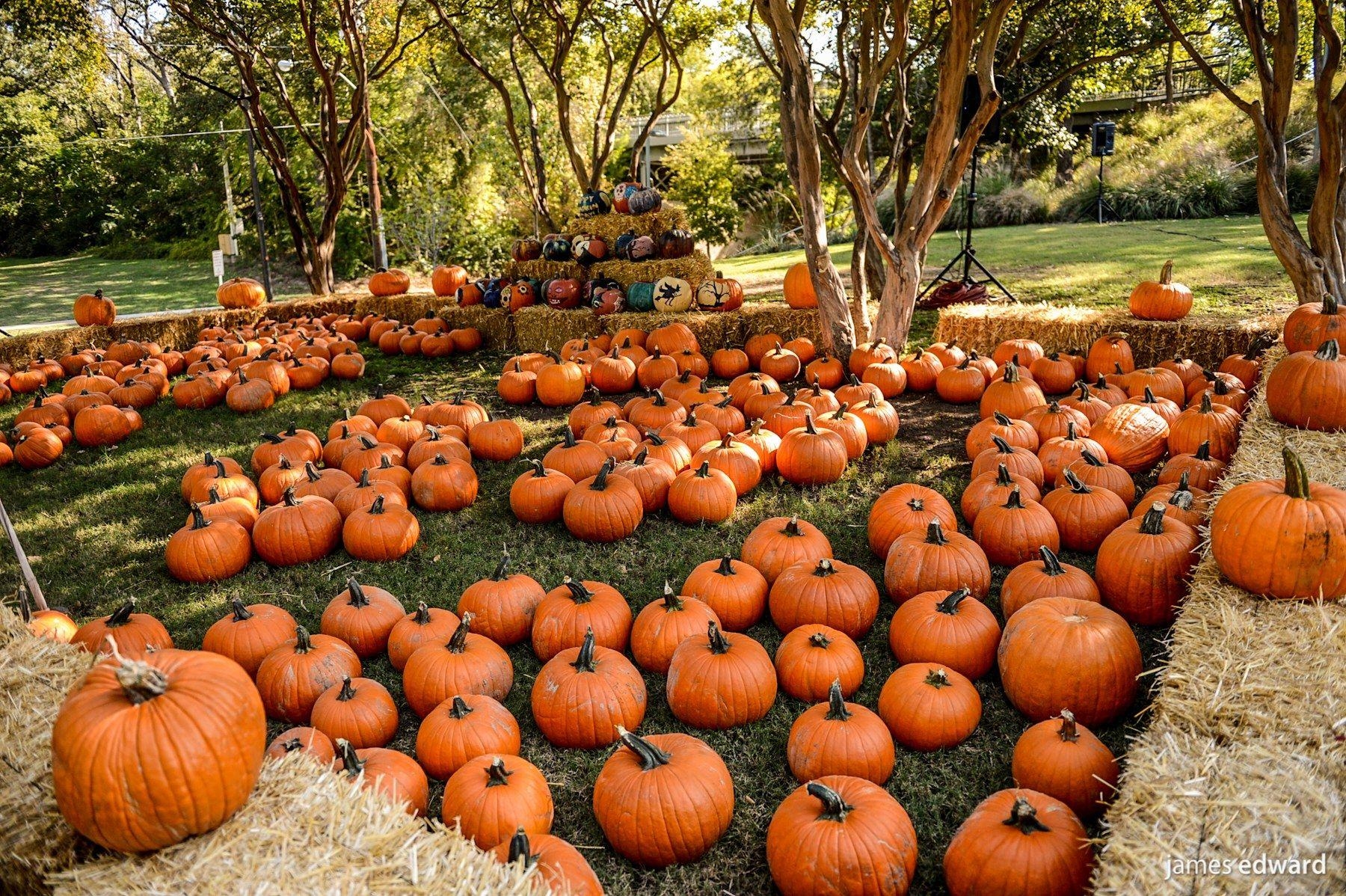 1800x1200 Fall Scene Wallpaper with Pumpkins, Desktop