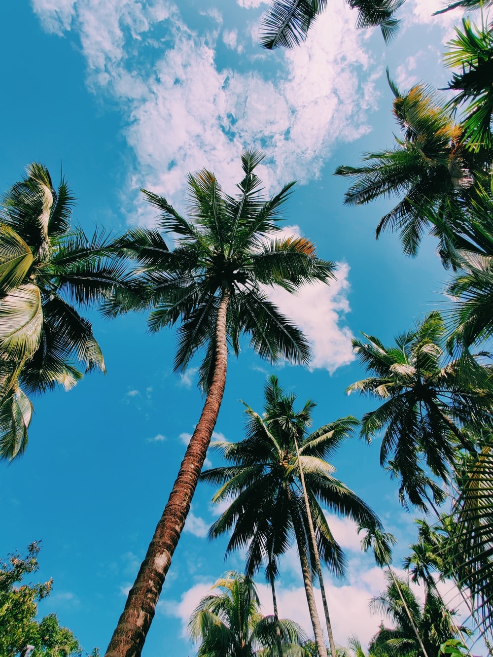 1000x1340 Coconut Tree Picture [HD]. Download Free Image, Phone