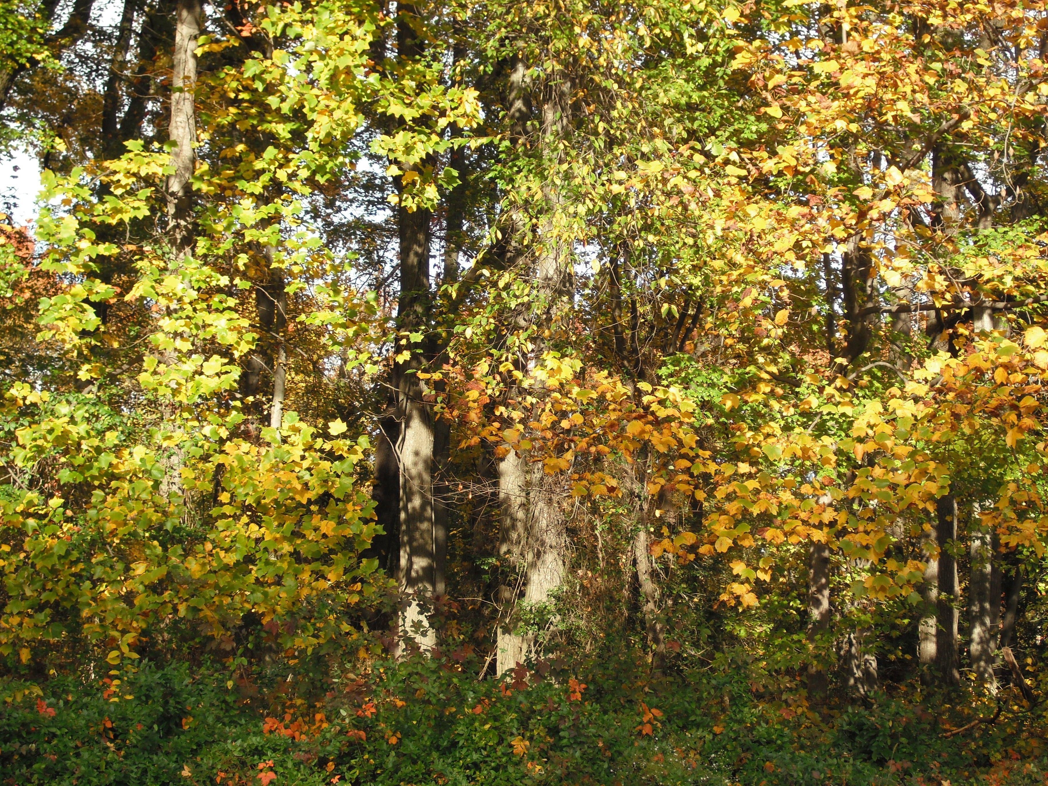 3650x2740 Forest: Park Fall Point Trees North Leaves Forest Maryland State, Desktop