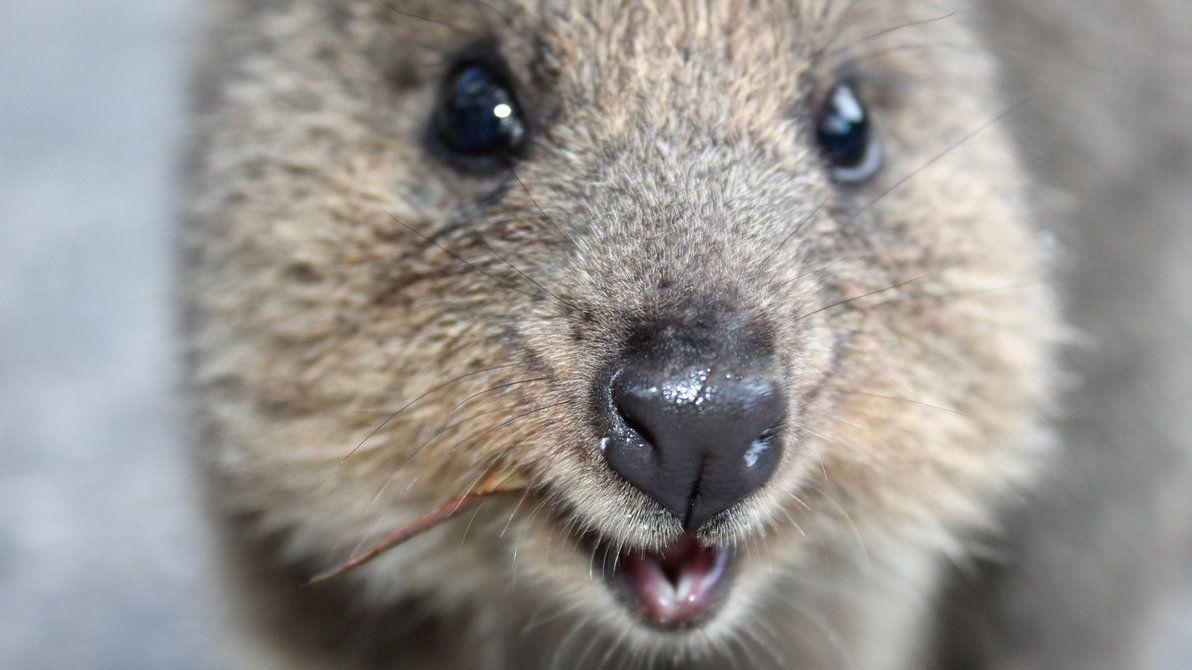 1200x670 Quokka Wallpaper, Desktop