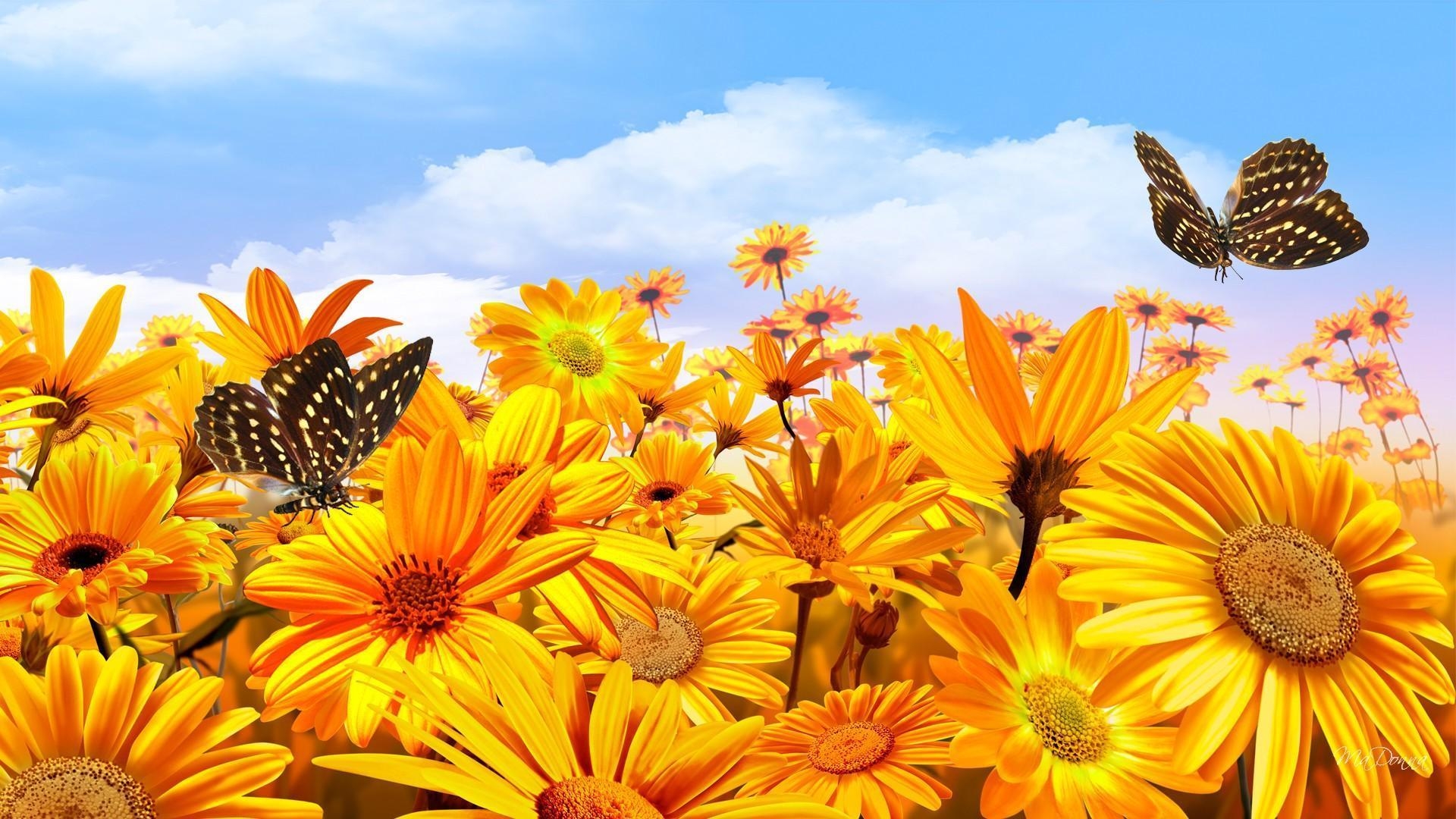 1920x1080 Sunshine Bright HD desktop wallpaper, Widescreen, High, Desktop