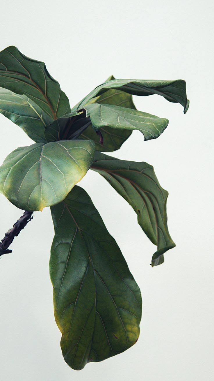 740x1310 Minimalist Plant Wallpaper, Phone