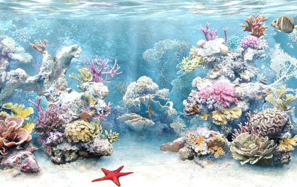 1170x740 Selma Horn: coral reef, Desktop