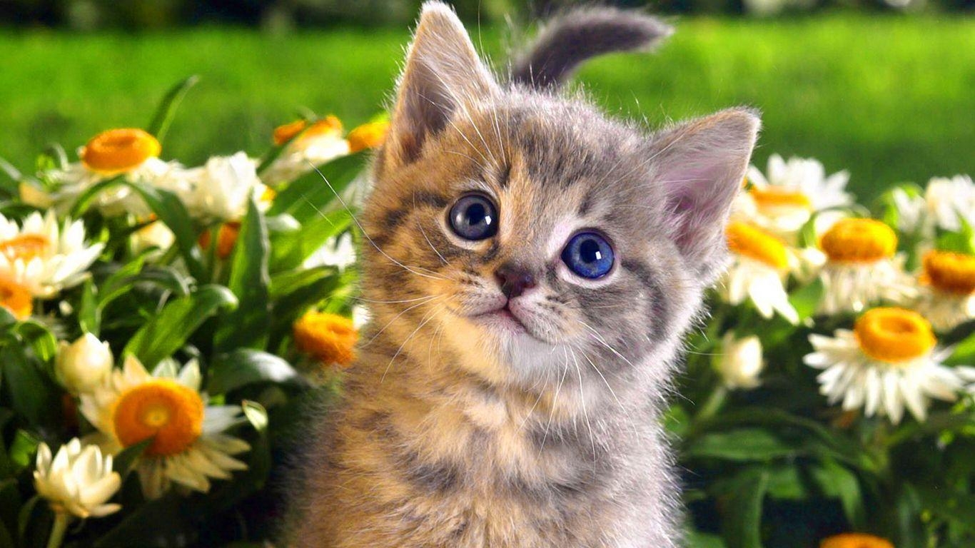 1370x770 Free Cat Wallpaper Widescreen, Desktop