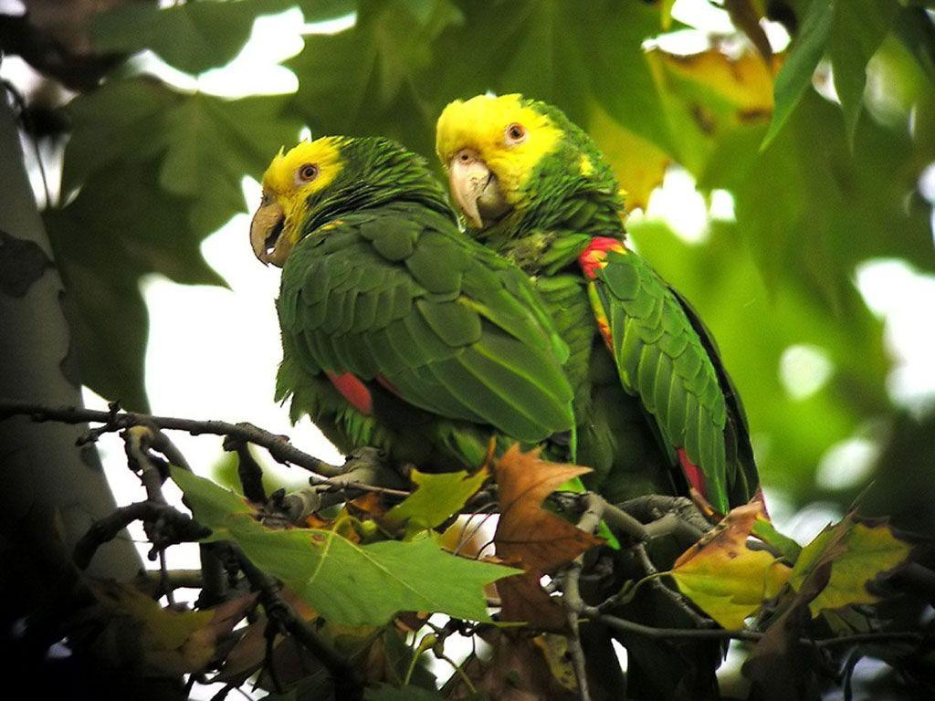 1030x770 Parrots Wallpaper Parrot Bird Photo, Desktop