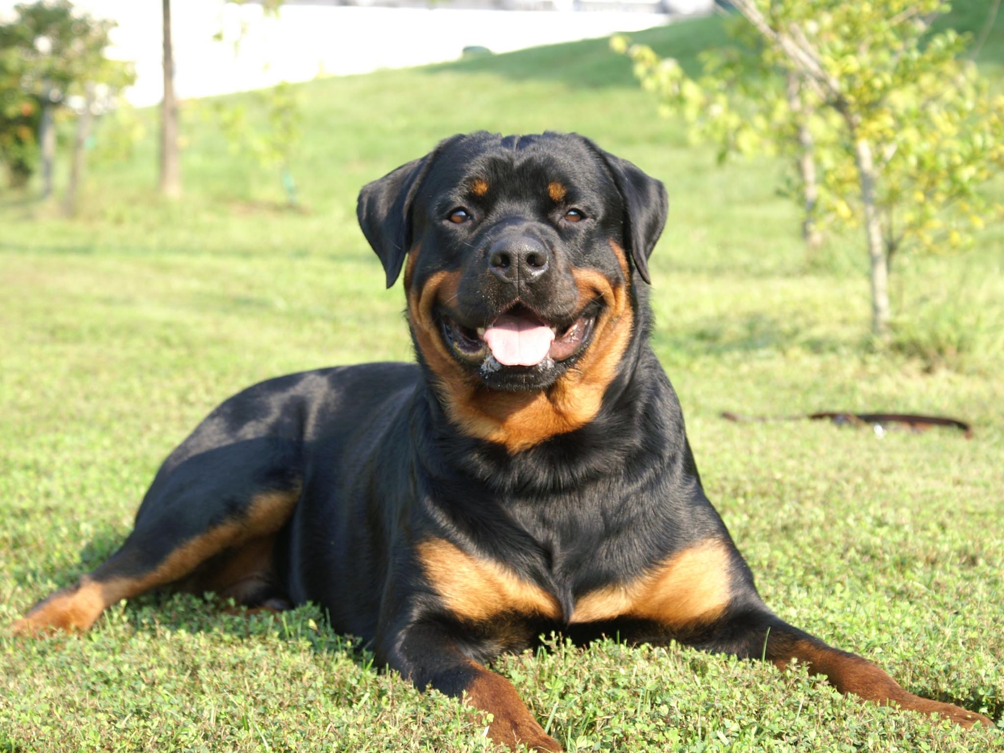 2050x1540 Rottweiler Dog Desktop Wallpaper. Rottweiler Dog Picture. New, Desktop