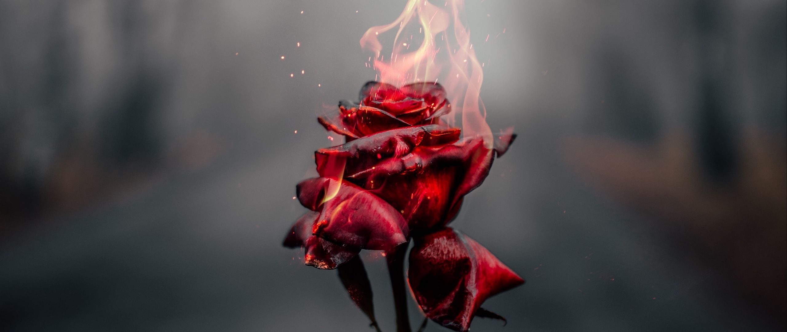 2560x1080 Rose in fire Wallpaper 2k Quad HD, Dual Screen