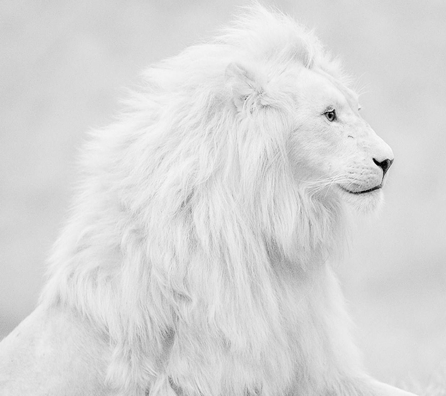 1440x1280 Lion Lion Wallpaper For iPhone Wallpaper, Desktop