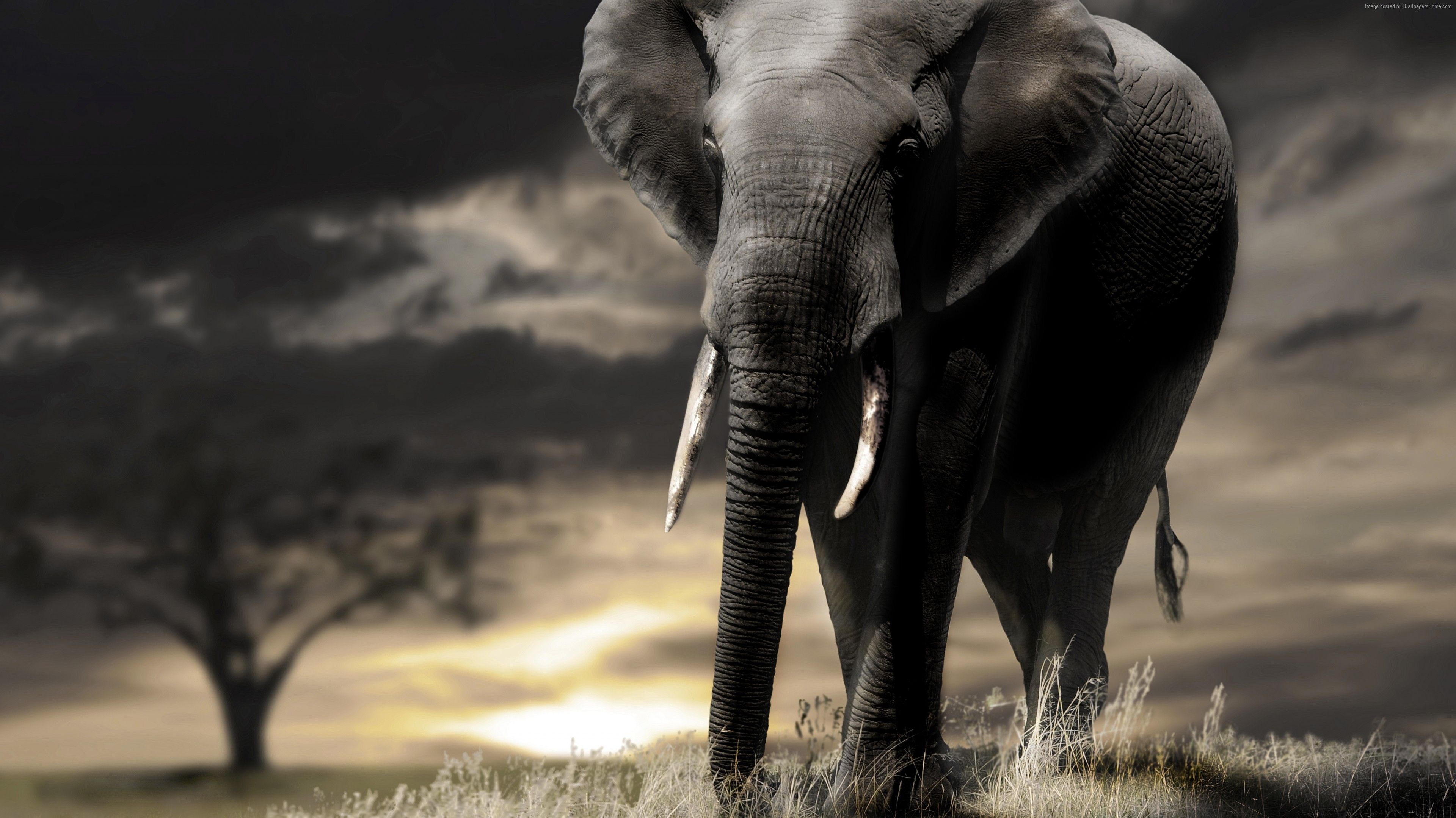 3840x2160 Wallpaper Elephant, sunset, savanna, clouds, Animals Wallpaper Download Resolution 4K Wallpaper, Desktop