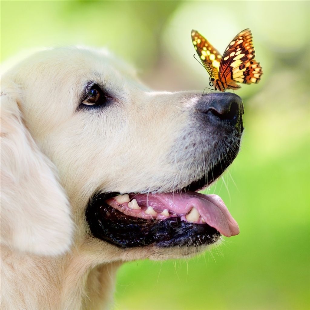 1030x1030 Dog Muzzle Butterfly Tongue Sticking Out Spring Summer #Retina #iPad #Air # wallpaper. Dog muzzle, Dog wallpaper, Dog image, Phone