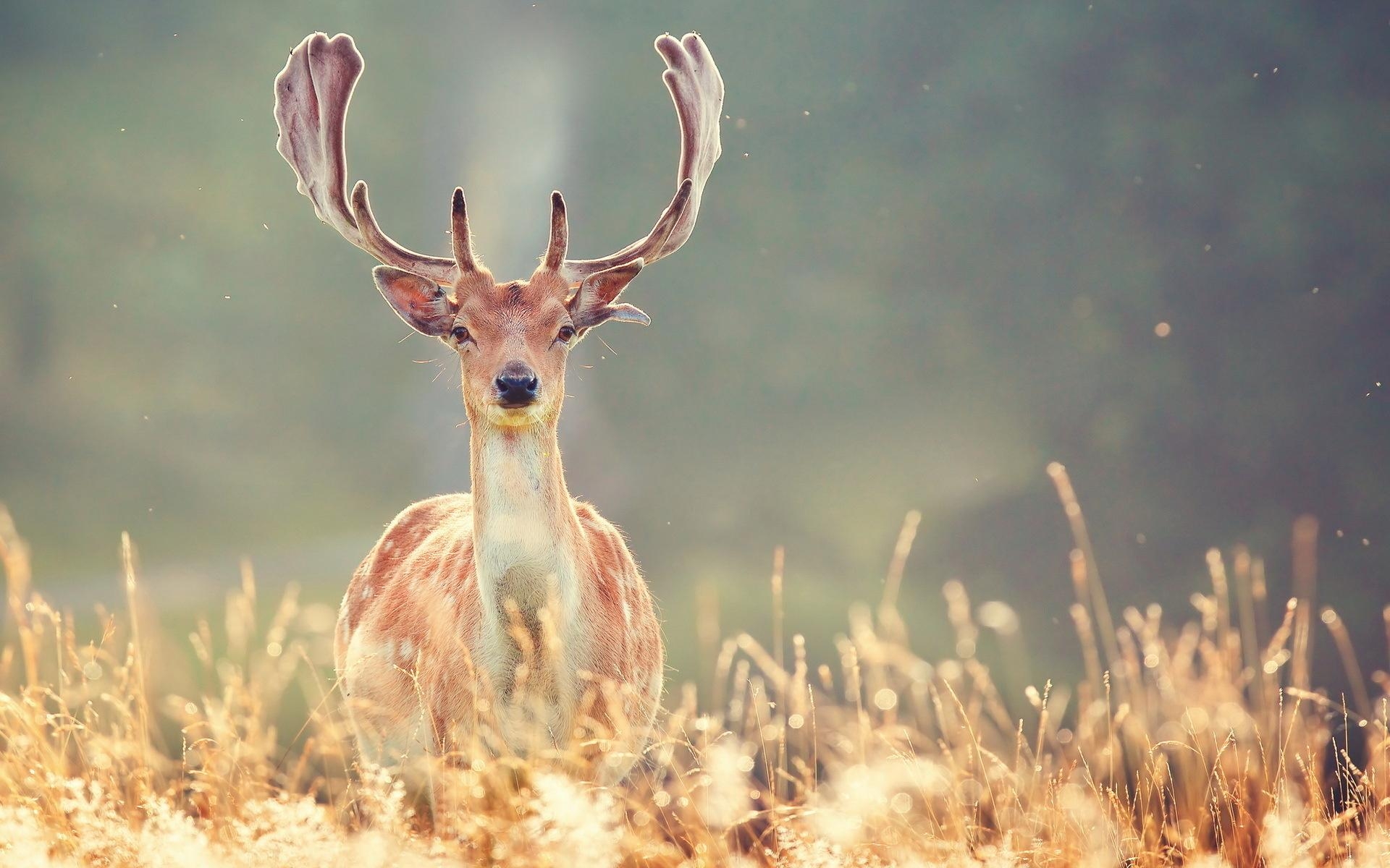 1920x1200 deer wallpaper for desktop, Desktop