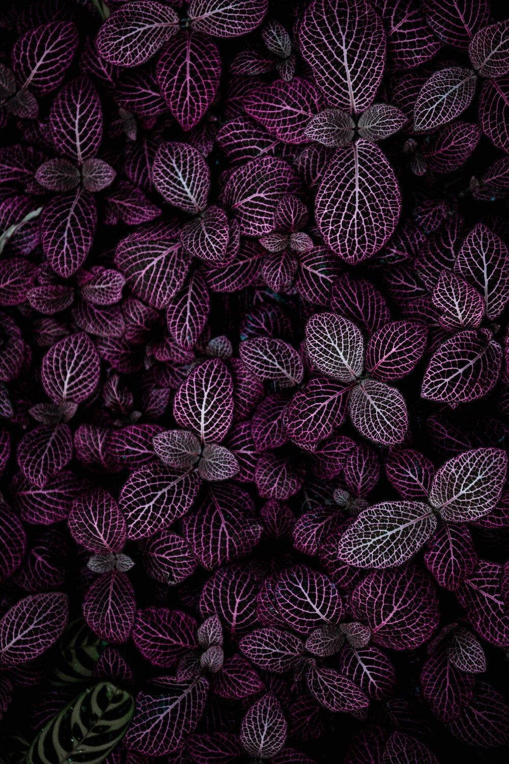 1000x1500 Purple Aesthetic Phone Wallpaper Top Free Purple Aesthetic Phone Background Phone Wallpaper, Phone