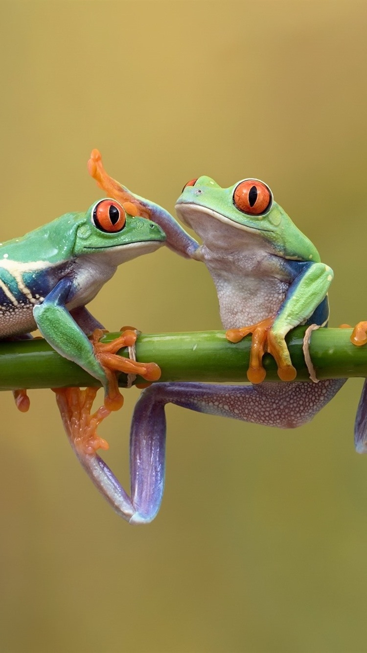 750x1340 Three Green Frogs  IPhone 8 7 6 6S Wallpaper, Background, Picture, Image, Phone