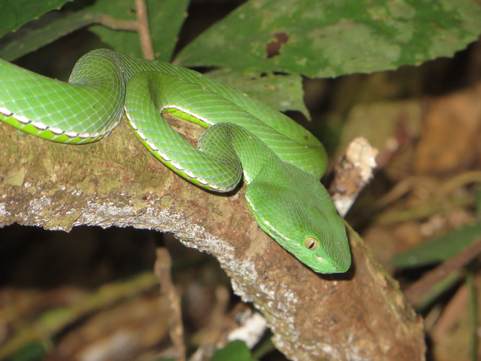 1600x1200 Vogel's Pit Viper (Trimeresurus vogeli) · iNaturalist.org, Desktop