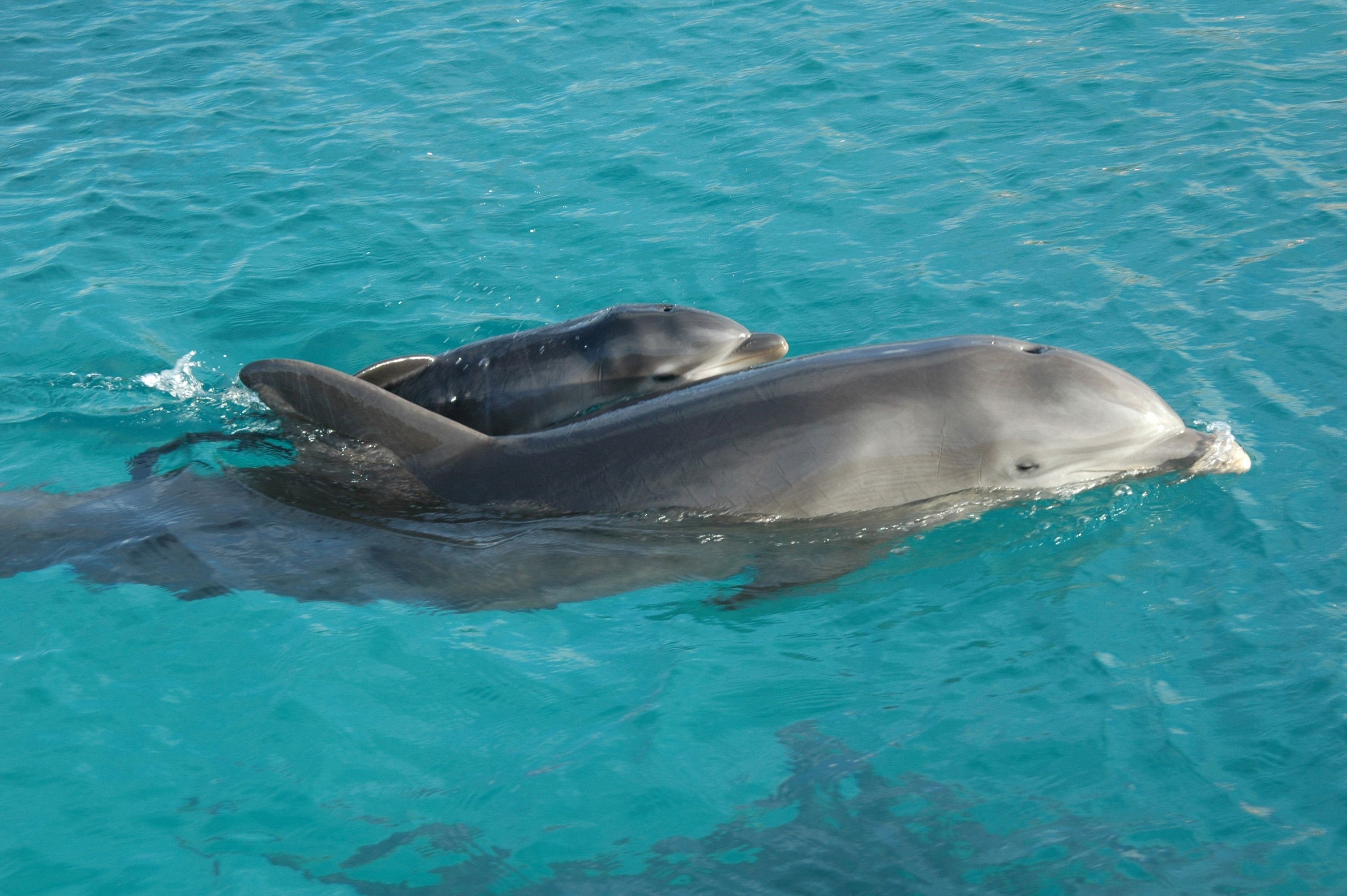 3010x2000 Curacao Dolphin Academy Welcomes Newborn Baby Dolphin, Desktop