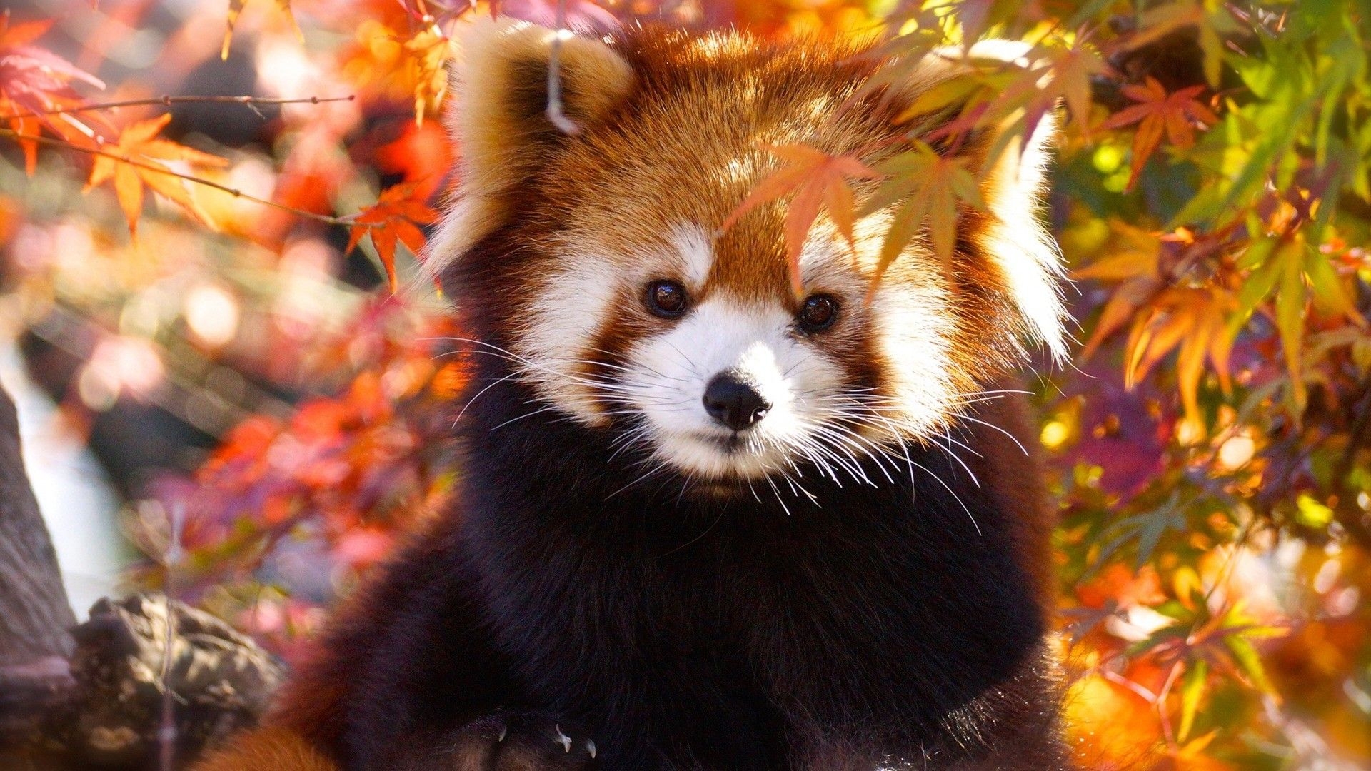 1920x1080 Red Panda Wallpaper, Desktop