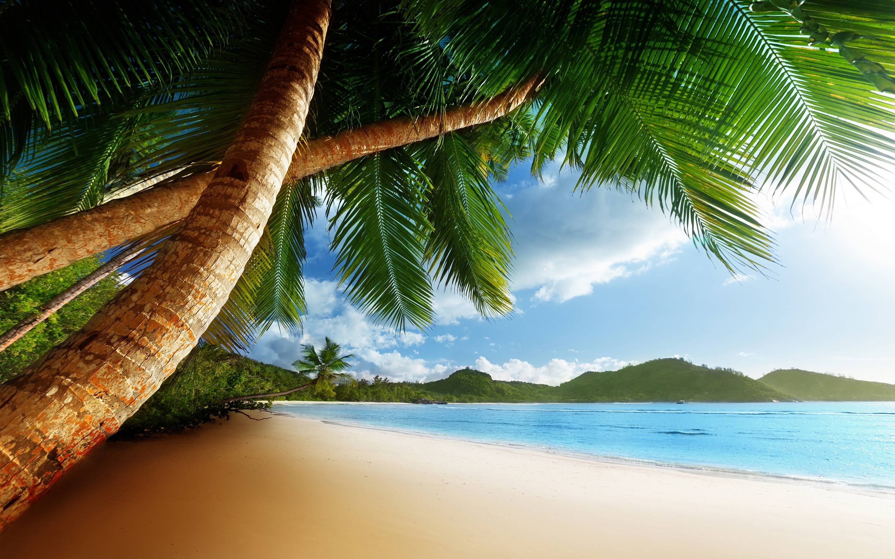 2880x1800 Palm Clean Beach Caribbean HD Free Wallpaper, Desktop