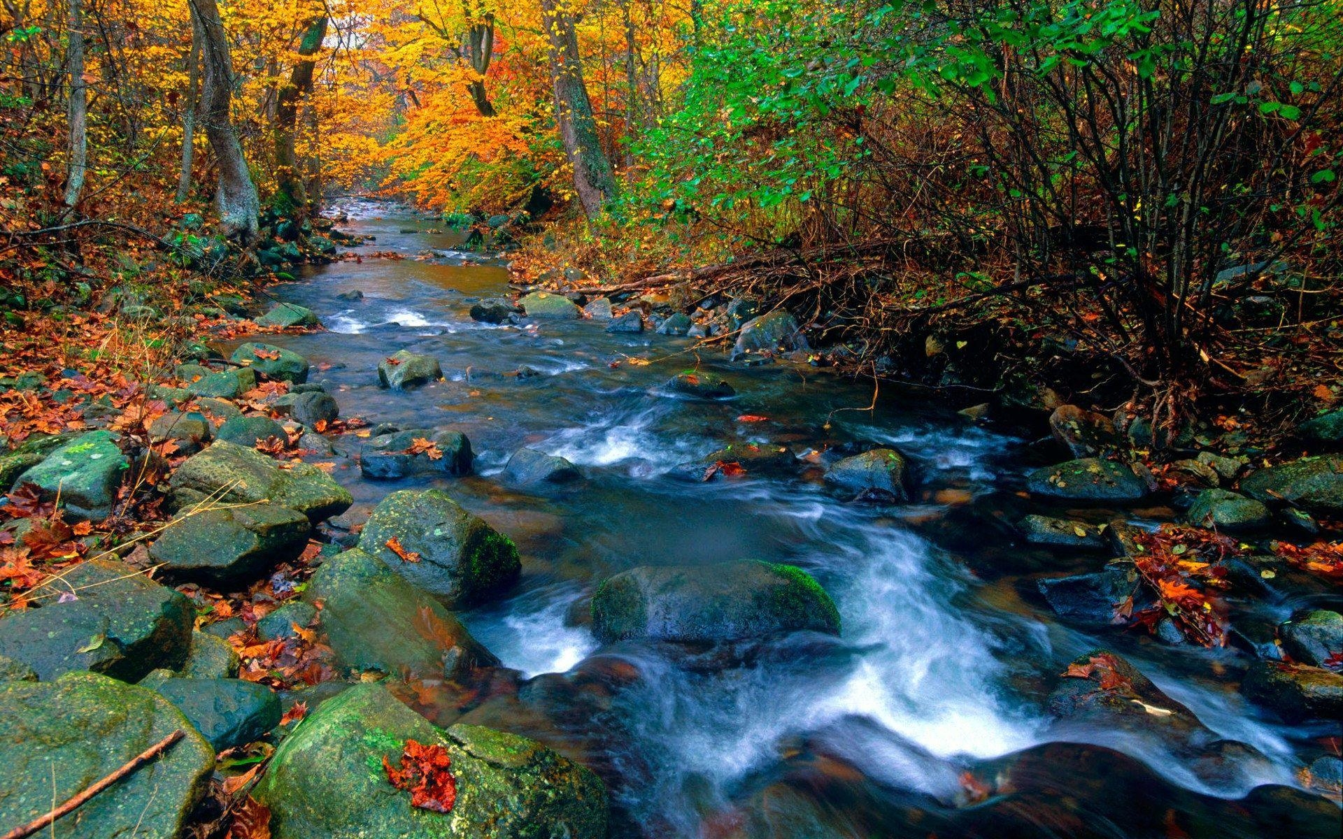 1920x1200 Ridge Stream, Shenandoah National Park, Virginia, Forest, Desktop