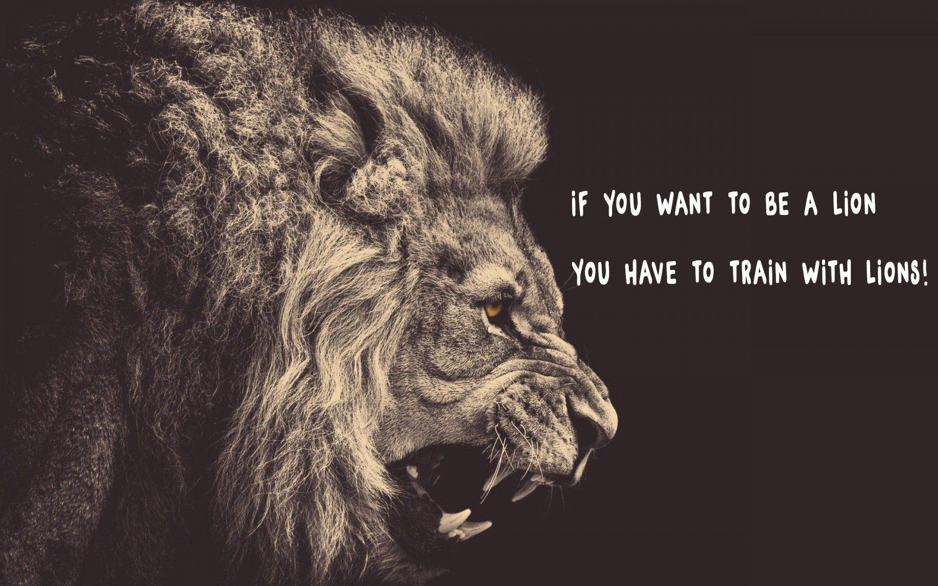 1920x1200 Lion Quotes HD Wallpaper Free Lion Quotes HD Background, Desktop