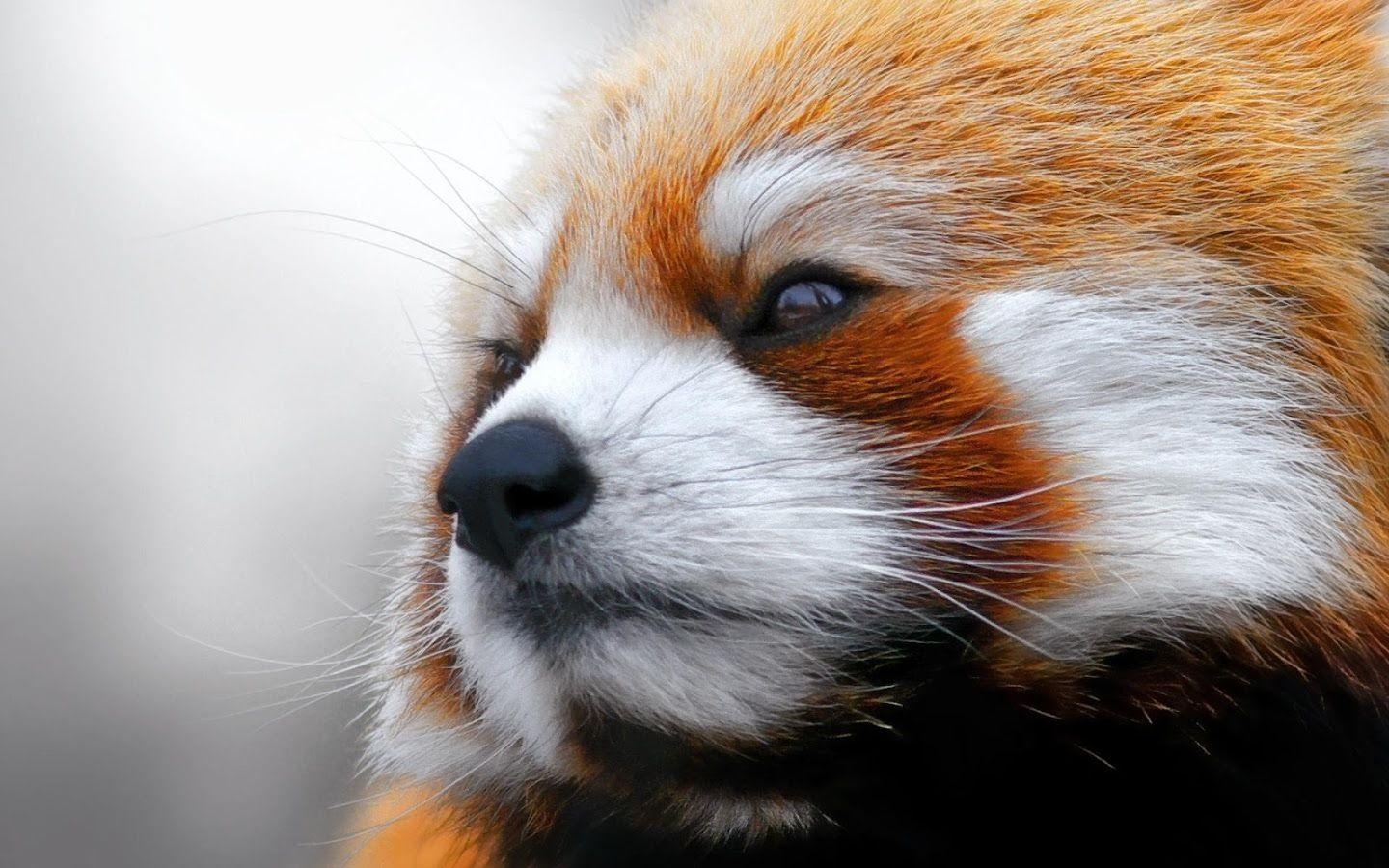 1440x900 Red Panda HD Wallpaper Apps on Google Play, Desktop