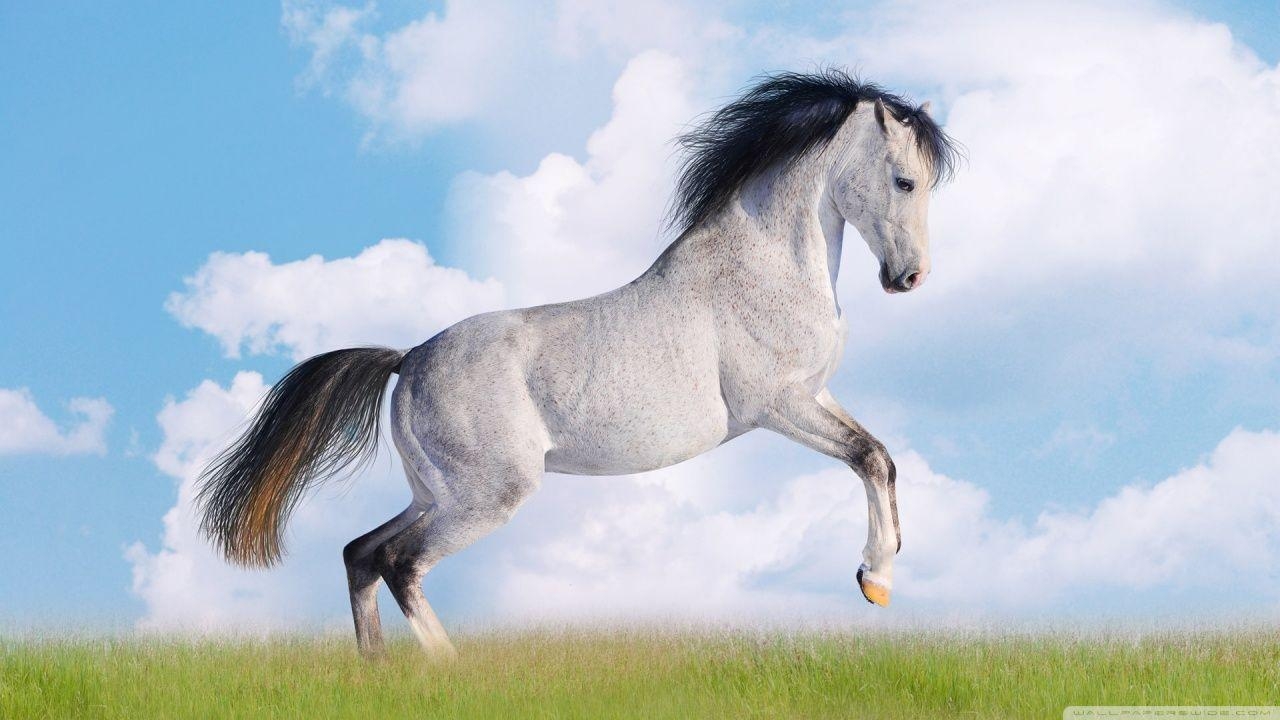 1280x720 Running Horse Wallpaper For Mobile. (49++ Wallpaper), Desktop