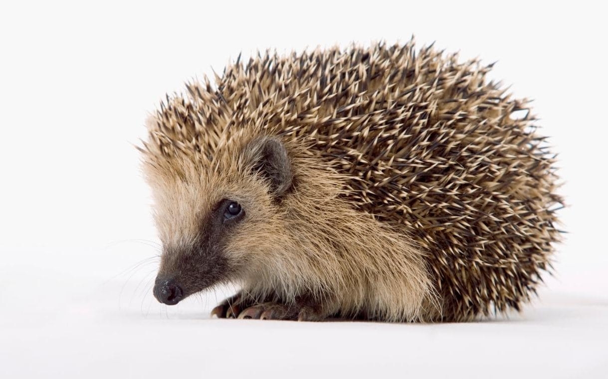 1220x770 Hedgehog Image. Free PC Wallpaper, Desktop