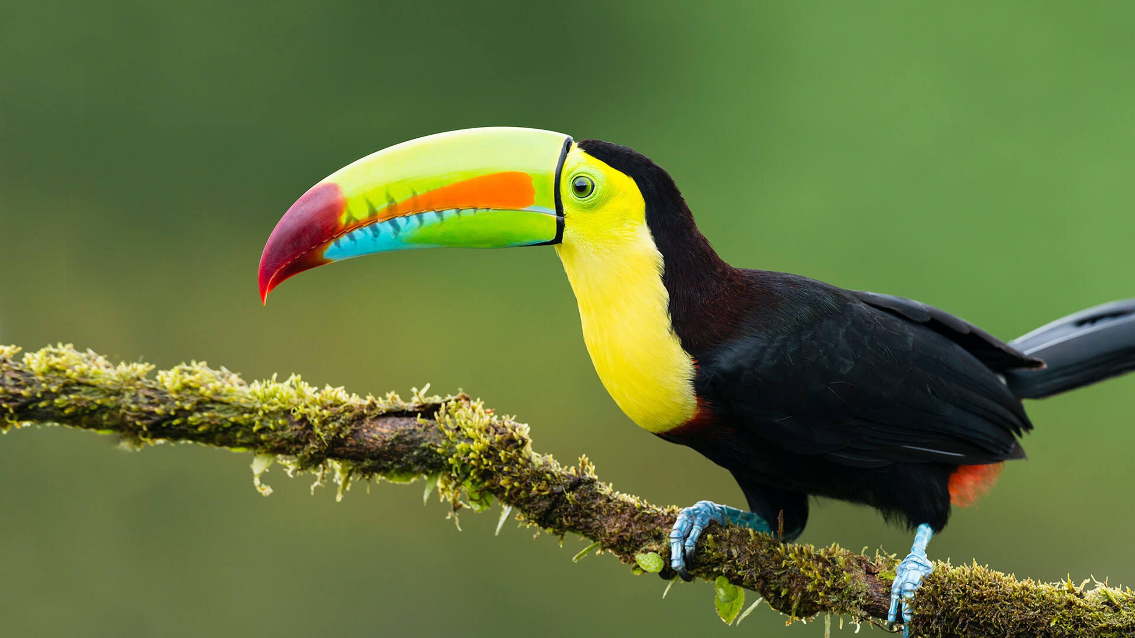 3840x2160 Animals Exotic Birds Toucan Colorful Birds On A Branch Photography, Desktop